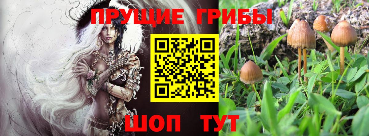 Псилоцибиновые грибы GOLDEN TEACHER Вышний Волочёк
